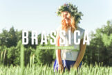 Product image of Brassica Mobile & Desktop Lightroom Presets
